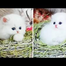 These Precious Snowball Kittens Are Too Cute