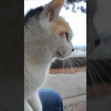 海辺の公園にいた三毛猫ちゃん、石段に座ると膝の上に乗ってきた #ImpressedCatVideo #catisland #猫