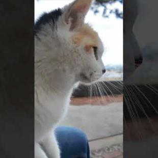 海辺の公園にいた三毛猫ちゃん、石段に座ると膝の上に乗ってきた #ImpressedCatVideo #catisland #猫