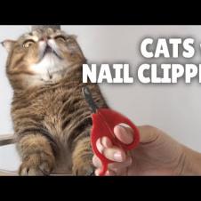Cats vs Nail Clipper