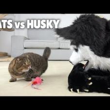 Cats vs Husky! | Kittisaurus