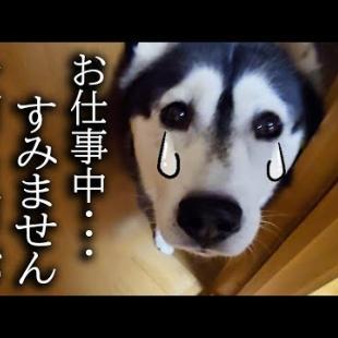 ハスキー犬がくんくん鳴くのでついて行くと子猫たちが...