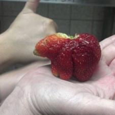 곰을 닮은 딸기