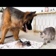 German Shepherd Meets Newborn Kittens and Mom Cat for the First Time!