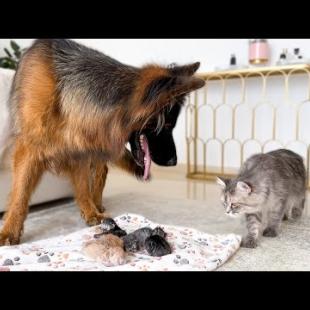 German Shepherd Meets Newborn Kittens and Mom Cat for the First Time!