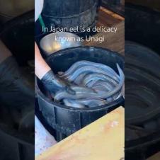 Would you try grilled eel in Japan? 🇯🇵 #japanesefood