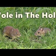 Videos for Cats to Watch Voles in Holes ~ Vole in The Hole