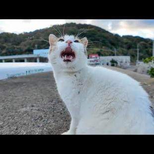 防波堤の上でよく喋る猫に出会った