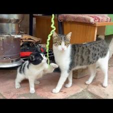 Cute young mother cat has more fun playing than her kitten