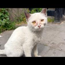 A skinny, homeless, white kitten comes to me with timid steps