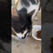 😻 😻 Hungry street cats are eating food, sharing is nice #cat #short #catvideos #animals #cute