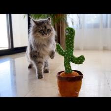 Funny Cat Reacts to Dancing Cactus