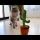 Funny Cat Reacts to Dancing Cactus