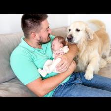 What does a Golden Retriever do when he doesn't get attention!