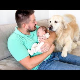 What does a Golden Retriever do when he doesn't get attention!