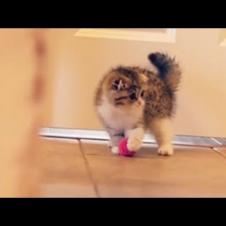 Adorable Kitty Playing With Ball