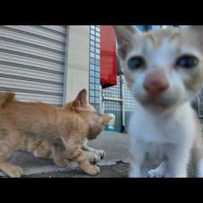 倉庫の裏に隠れる子猫がカワイイ