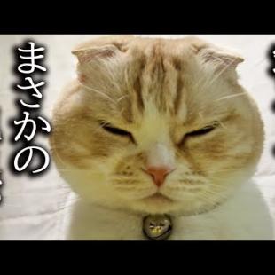 「寝るよ！」と言うと犬に甘えて猫がまさかの行動に...