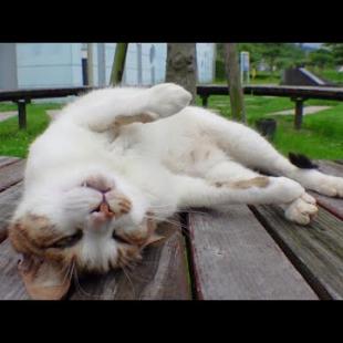 公園のベンチで野良猫が寝ていたので隣に座ってナデナデしてきた