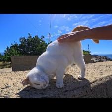 防波堤の上の猫を撫でたらゴロゴロ転がって甘えまくり！かわいすぎた💕