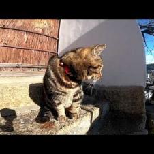2020 New Year's Day Cat Video