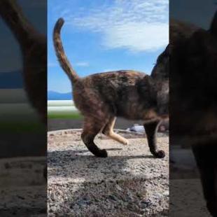 #ImpressedCatVideo #catisland #Cat