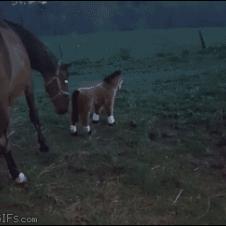 Horse-reacts-to-stuffed-pony