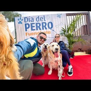 GOLDEN RETRIEVERS Experience "Dog Day" for the FIRST TIME EVER!