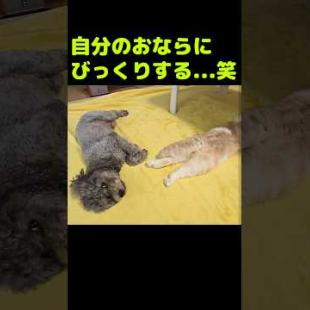 自分のおならにびっくりする...笑#shorts