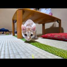 【猫旅館】部屋に遊びに来た子猫と遊ぶ