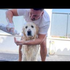 Golden Retriever Reacts to Take a Bath Outdoor [Bailey Loves It]