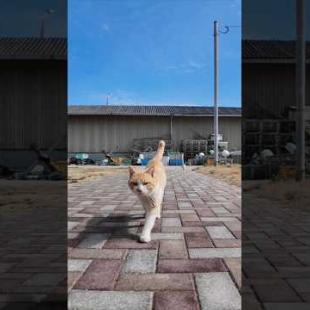 #ImpressedCatVideo #catisland #Cat