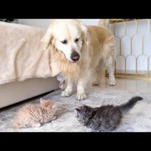 Golden Retriever Confused by Kittens