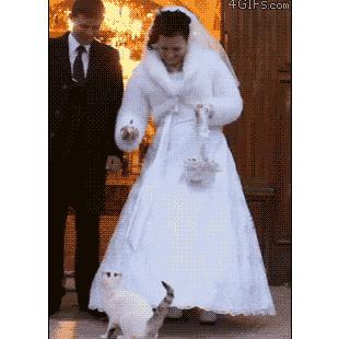 Cat-crashes-wedding