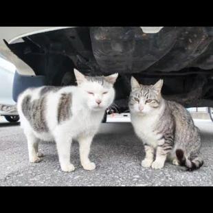 【今週のボツ動画】沖縄南部で撮った未公開動画まとめて公開-unreleased video of this week-2025/2/2w