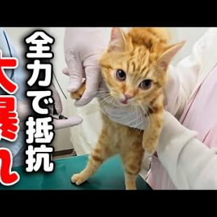 病院の注射が怖くて全力で抵抗した子猫がこうなっちゃいました