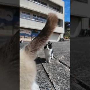 港を歩いている人を見つけるととりあえず集まってくる島の猫たち #ImpressedCatVideo #catisland #Cat