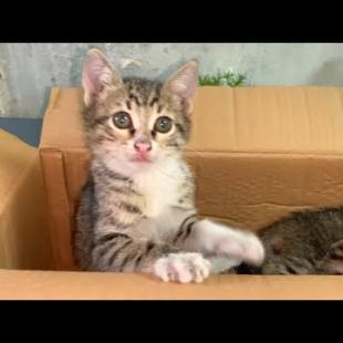 Playful kittens who think they are acrobats try to get out of the box