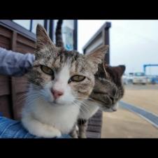 猫島に着いてフェリーを降りると港の猫たちが出迎えてくれます