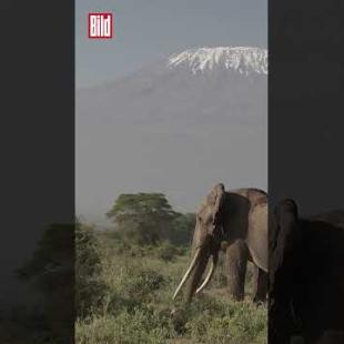 [독일 Bild紙] Das ist der größte Elefant der Welt #shorts