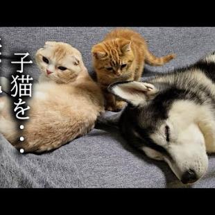 夜中にかまってほしい子猫を無視した犬達はこうなります...