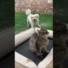 Confused dog can't get careless cat to join the game #shortsvideo #cat #cats #dog #kitten #cute