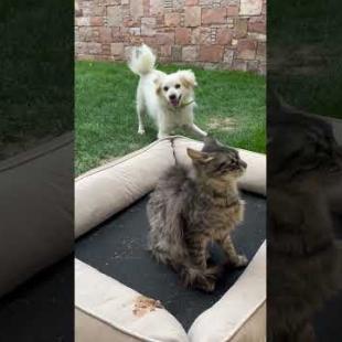 Confused dog can't get careless cat to join the game #shortsvideo #cat #cats #dog #kitten #cute
