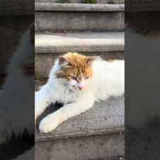 Cute cat says I'm the queen of this place, meow #shorts  #cat  #kitten  #cute #animals  #purring