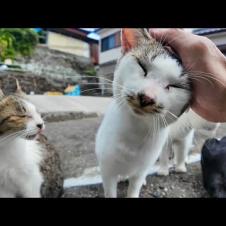 猫島の山の中腹の空き地に猫が大集合してた件🐾