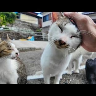 猫島の山の中腹の空き地に猫が大集合してた件🐾