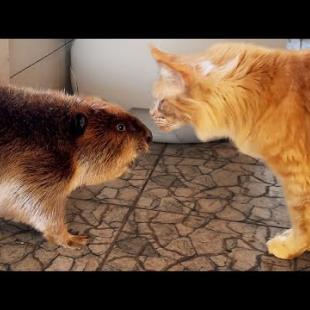 РЕАКЦИЯ БОБРА РОМЫ НА КОШЕК / Самые милые котята / Обзор робота-пылесоса KaringBee S8 OMNI