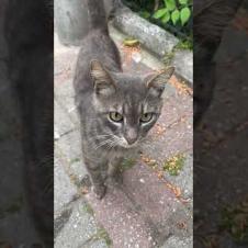 Handsome grey street cat meows for affection #shorts #catshorts #cat #cats #catsofyoutube #cute