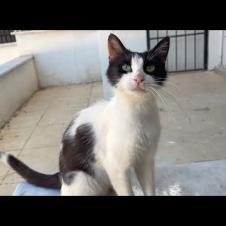 Affectionate cheeky, homeless street cat, follows me wherever I go