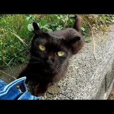 漁港で出会った黒猫をナデナデしたら懐いて付いてくるようになった